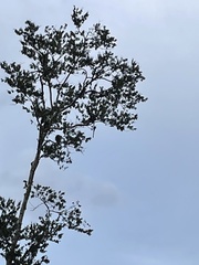 Trachypithecus cristatus