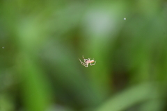 Eriovixia