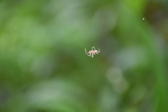 Eriovixia