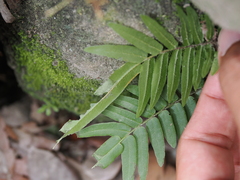 Pteris vittata