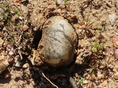Pisolithus arhizus