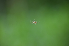Eriovixia