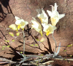 Freesia corymbosa