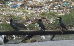 Phalacrocorax capensis