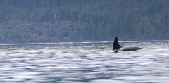 Orcinus orca