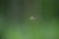 Eriovixia