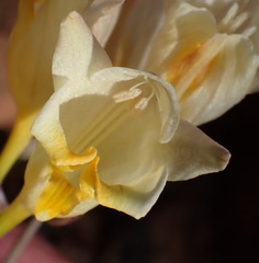 Freesia corymbosa