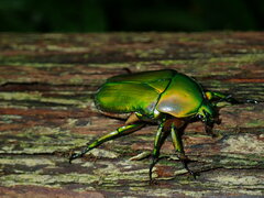 Trigonophorus dilutus