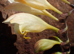 Freesia corymbosa