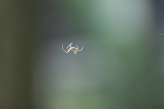 Eriovixia