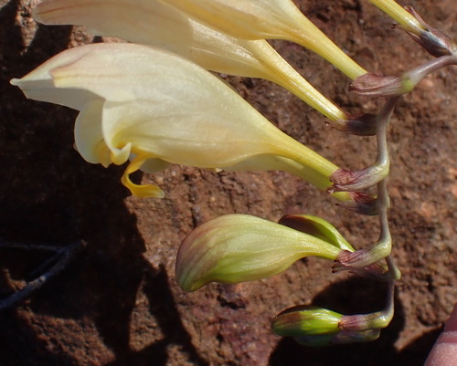 Image of Freesia corymbosa by (c) Nicola van Berkel, some rights reserved (CC BY-SA)