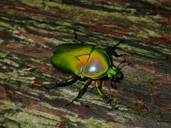 Trigonophorus dilutus