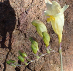 Freesia corymbosa