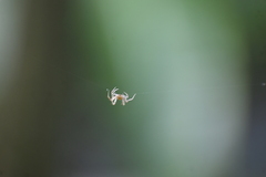 Eriovixia