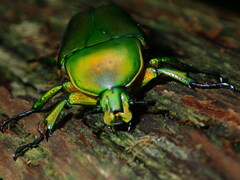 Trigonophorus dilutus