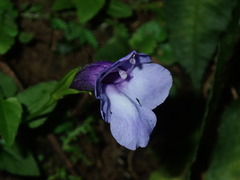 Torenia concolor