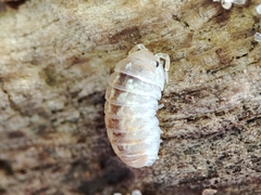 Armadillidium album