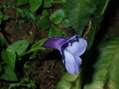 Torenia concolor