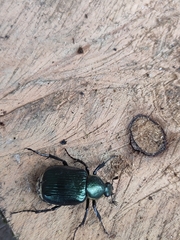Indognorimus costipennis