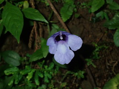 Torenia concolor
