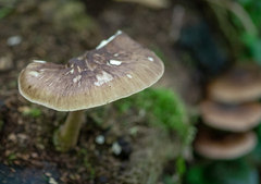 Pluteus