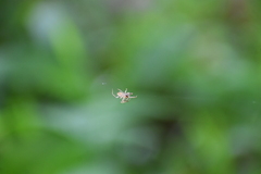 Eriovixia