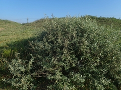 Elaeagnus umbellata