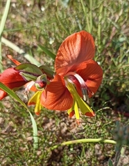 Gladiolus alatus