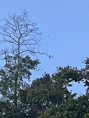 Anthracoceros albirostris