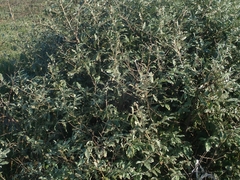 Elaeagnus umbellata