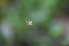 Eriovixia