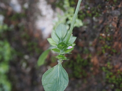 Dicliptera chinensis
