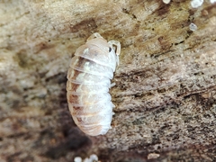 Armadillidium album