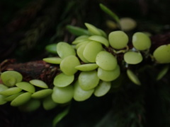 Lemmaphyllum microphyllum