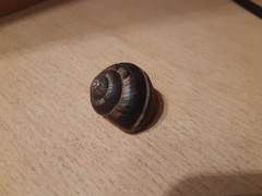 Helix lucorum