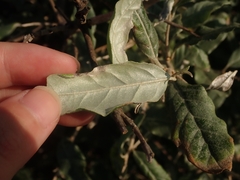 Elaeagnus umbellata