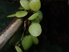 Lemmaphyllum microphyllum