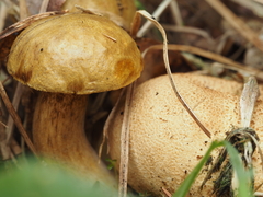 Pseudoboletus parasiticus