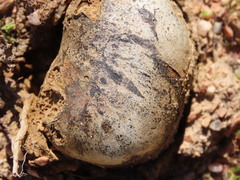 Pisolithus arhizus