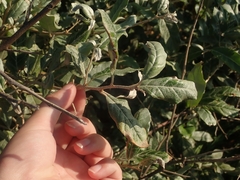 Elaeagnus umbellata
