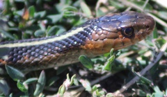 Thamnophis sirtalis concinnus