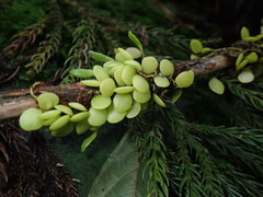 Lemmaphyllum microphyllum