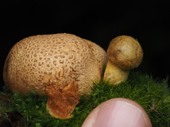 Pseudoboletus parasiticus
