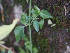 Dicliptera chinensis