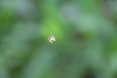 Eriovixia