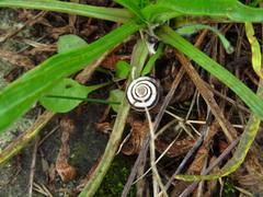 Cernuella virgata