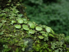 Lemmaphyllum microphyllum