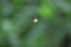 Eriovixia