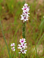 Wurmbea stricta