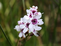 Wurmbea stricta